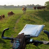 1908F 083 Rinder Blockade